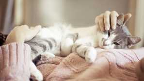 Kako razumeti, da je bila vaša mačka zastrupljena in ne manjka pomembna točka